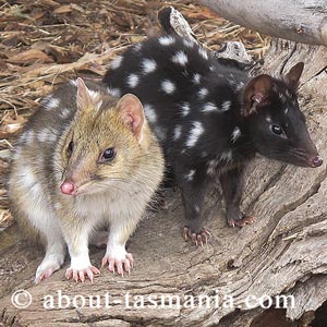 Eastern Quoll