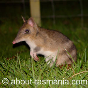 Eastern Barred Bandicoot