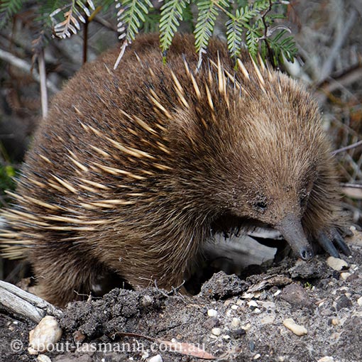 Short-beaked Echidna | About Tasmania