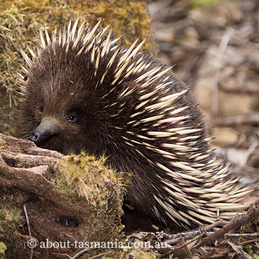 Short-beaked Echidna,  Tachyglossus aculeatus, Tasmania