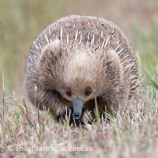 Short-beaked Echidna,  Tachyglossus aculeatus, Tasmania