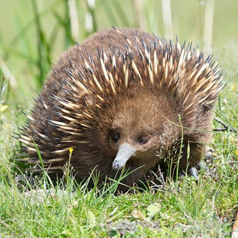 Short-beaked Echidna | About Tasmania