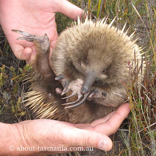 Short-beaked Echidna,  Tachyglossus aculeatus, Tasmania