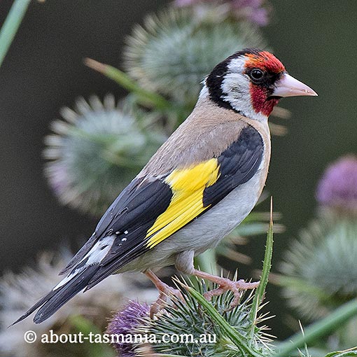 European Goldfinch, Carduelis carduelis, Tasmania