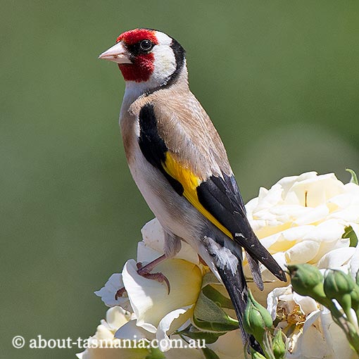 European Goldfinch, Carduelis carduelis, Tasmania