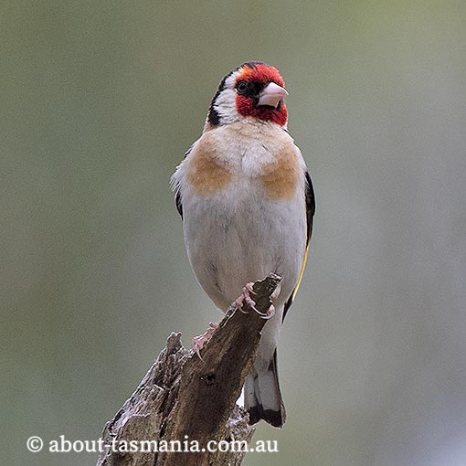European Goldfinch, Carduelis carduelis, Tasmania