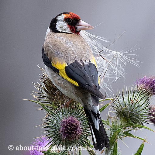 European Goldfinch, Carduelis carduelis, Tasmania