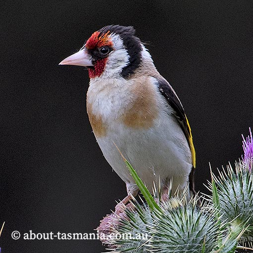 European Goldfinch, Carduelis carduelis, Tasmania