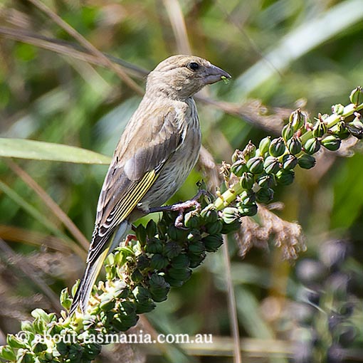 European Green Finch, Carduelis chloris, Tasmania