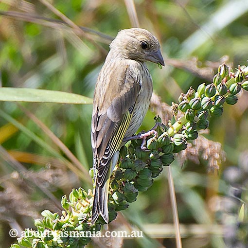 European Green Finch, Carduelis chloris, Tasmania