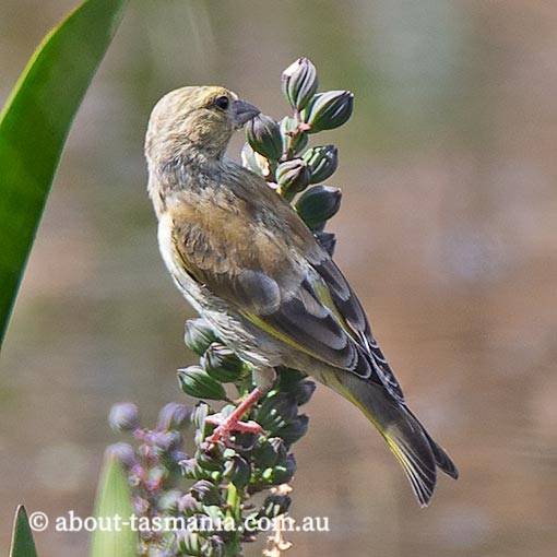 European Green Finch, Carduelis chloris, Tasmania