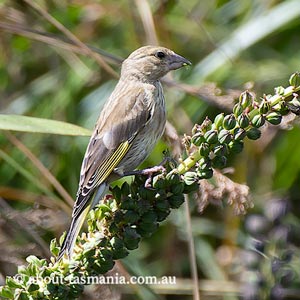 European Greenfinch