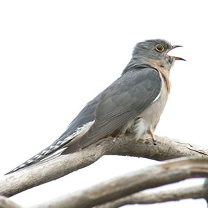 Fan-tailed Cuckoo