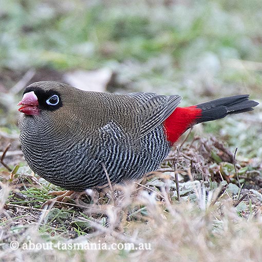 Beautiful firetail, Stagonopleura bella, Tasmania