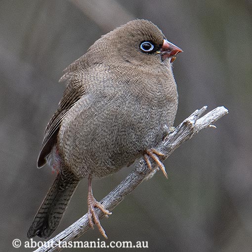 Beautiful Firetail | About Tasmania