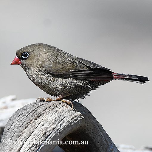 Beautiful firetail, Stagonopleura bella, Tasmania