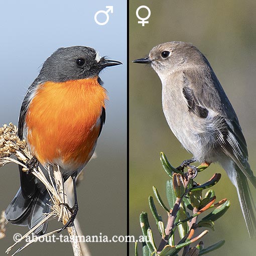 Flame Robin, Petroica phoenicea, Tasmania