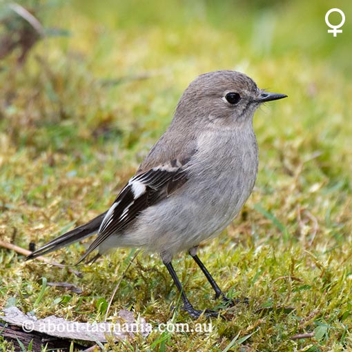 Flame Robin, Petroica phoenicea, Tasmania