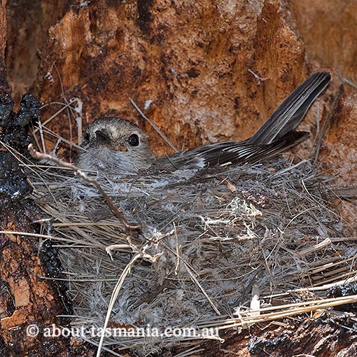 Flame Robin, Petroica phoenicea, Tasmania