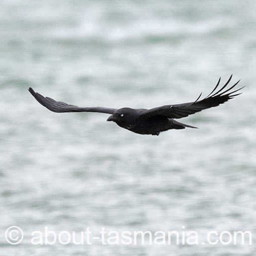 Forest Raven, Corvus tasmanicus, Tasmania