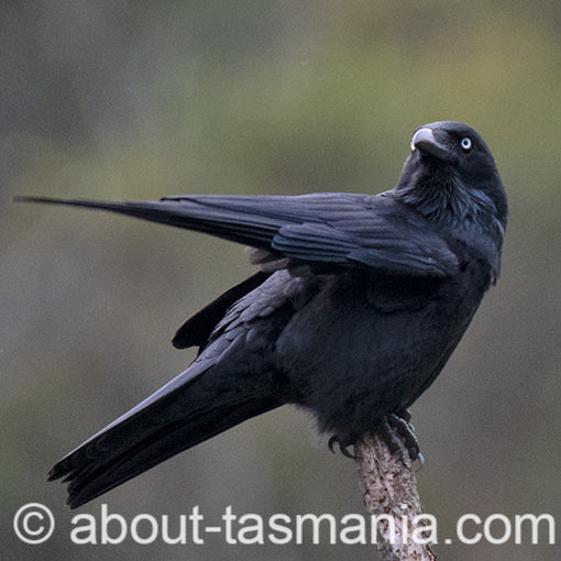 Forest Raven, Corvus tasmanicus, Tasmania