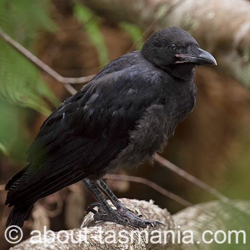 Forest Raven, Corvus tasmanicus, Tasmania