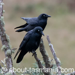 Forest Raven