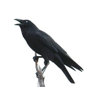 Forest Raven