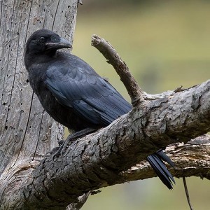 Forest Raven | About Tasmania