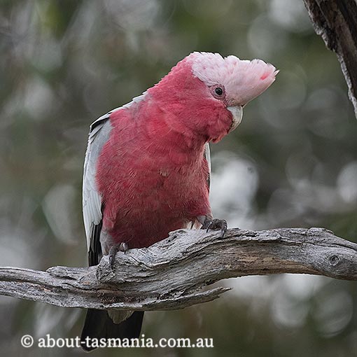 Galah, Cacatua roseicapilla, Tasmania