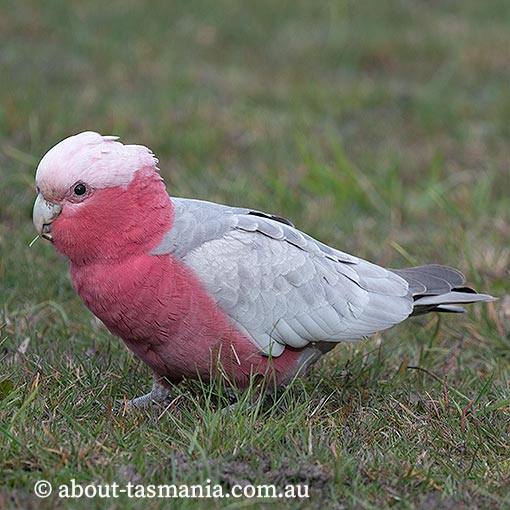 Galah, Cacatua roseicapilla, Tasmania