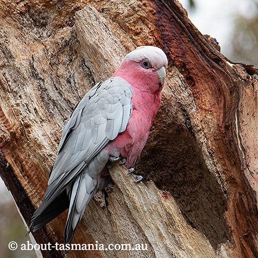 Galah, Cacatua roseicapilla, Tasmania