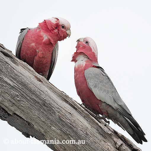 Galah, Cacatua roseicapilla, Tasmania