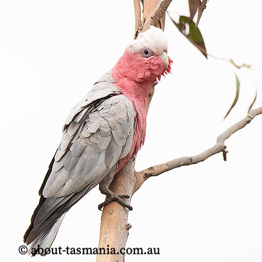 Galah, Cacatua roseicapilla, Tasmania