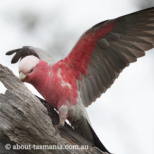 Galah, Cacatua roseicapilla, Tasmania
