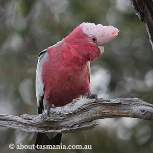 Galah