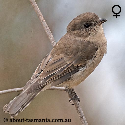 Golden Whistler, Pachycephala pectoralis, Tasmania