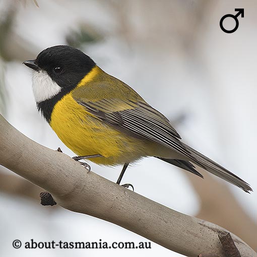 Golden Whistler, Pachycephala pectoralis, Tasmania
