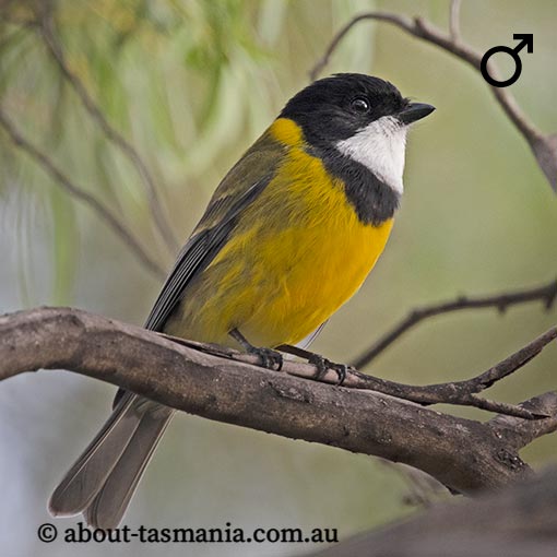 Golden Whistler, Pachycephala pectoralis, Tasmania