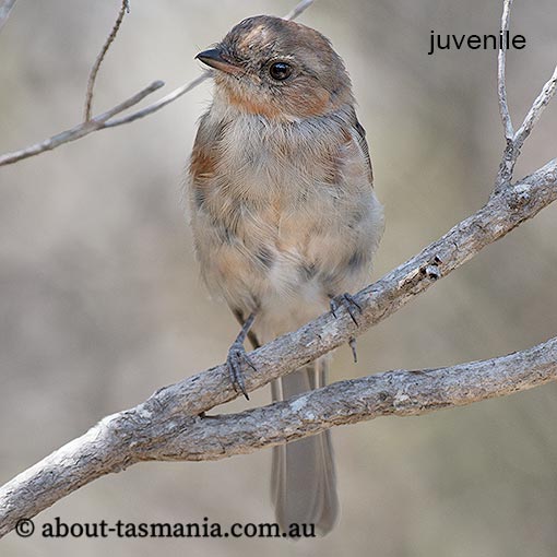 Golden Whistler, Pachycephala pectoralis, Tasmania