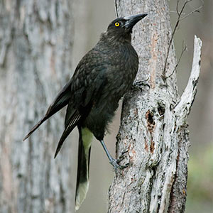 Grey Currawong