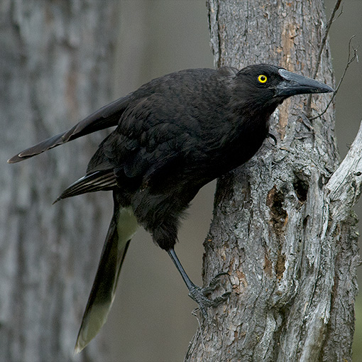 Grey Currawong, Strepera versicolor, Tasmania