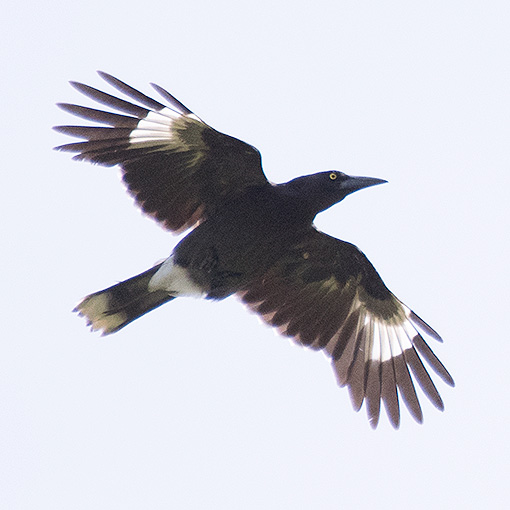 Grey Currawong, Strepera versicolor, Tasmania