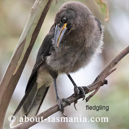 Grey Currawong, Strepera versicolor, Tasmania