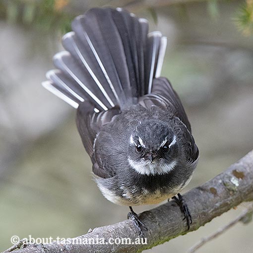Grey fantail, Rhipidura fuliginosa, Tasmania