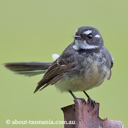 Grey fantail, Rhipidura fuliginosa, Tasmania