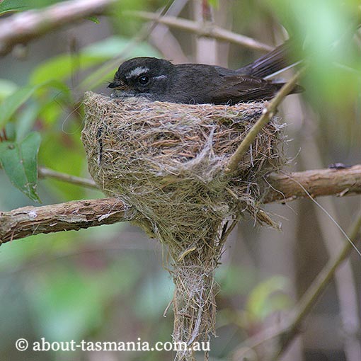 Grey fantail, Rhipidura fuliginosa, Tasmania