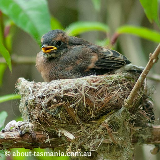 Grey fantail, Rhipidura fuliginosa, Tasmania