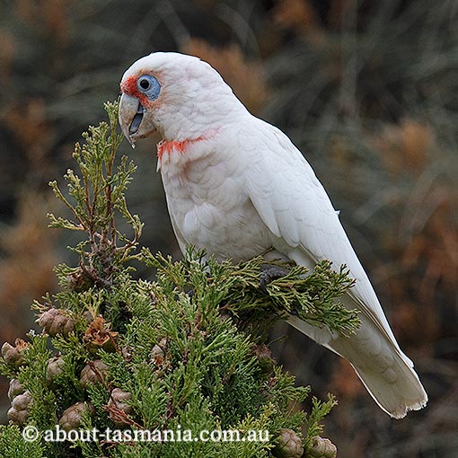 Long-Billed Corella, Cacatua tenuirostris, Tasmania
