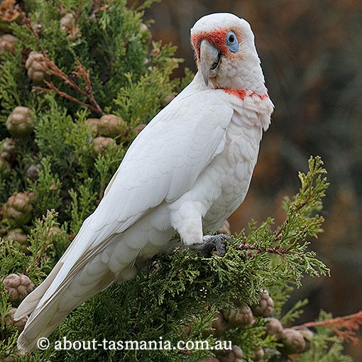 Long-Billed Corella, Cacatua tenuirostris, Tasmania